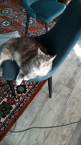 Стул Kora gray фото покупателя 21