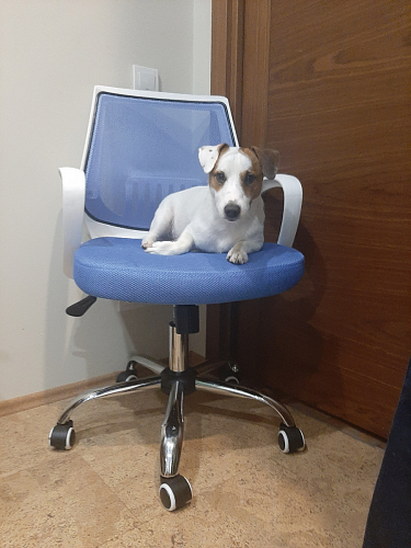 Компьютерное кресло Ergoplus light gray / white фото покупателя 1