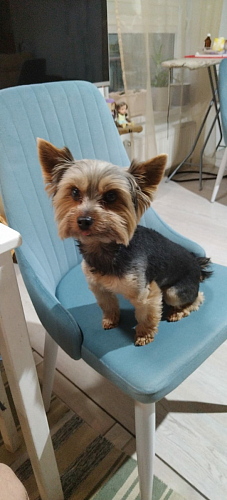 Стул на металлокаркасе Kora green / black фото покупателя 95