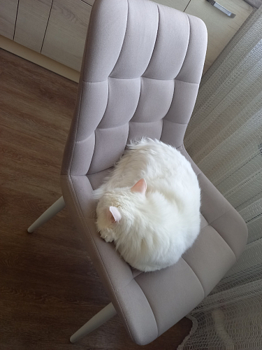 Стул на металлокаркасе Челси велюр коричневый / черный каркас фото покупателя 166