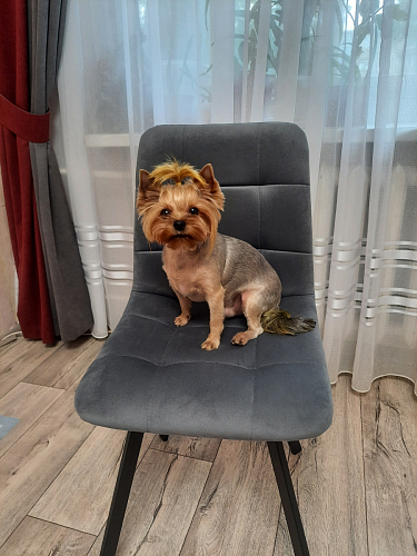 Стул на металлокаркасе Чилли К светло-серый велюр / черный каркас фото покупателя 727