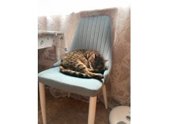 Стул на металлокаркасе Kora gray / black фото покупателя 279