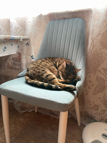 Стул на металлокаркасе Kora gray / black фото покупателя 279