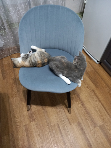 Стул на металлокаркасе Gabi 1 темно-серый / черный фото покупателя 24