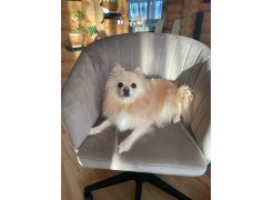 Компьютерное кресло Тибо confetti chocolate / белый фото покупателя 128