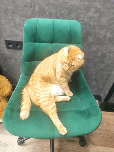 Компьютерное кресло Честер латте / золото фото покупателя 10